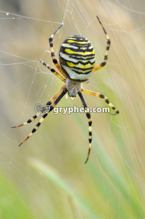 Epeire fasciée ou Argiope frelon (Argiope bruennichi) à l'affût sur sa toile, - gryphea.org